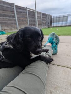 Pet Image